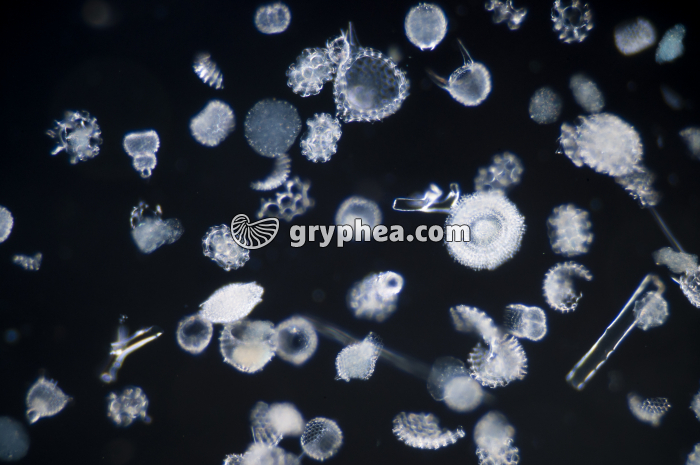 Radiolaires x10 - gryphea.org